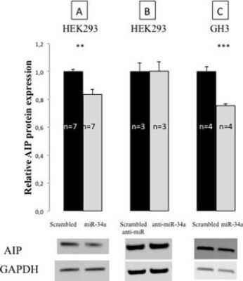 Western Blot: AIP/ARA9 Antibody (35-2) [NB100-127]