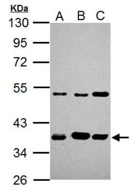 Western Blot: AIP/ARA9 Antibody [NBP1-31347]