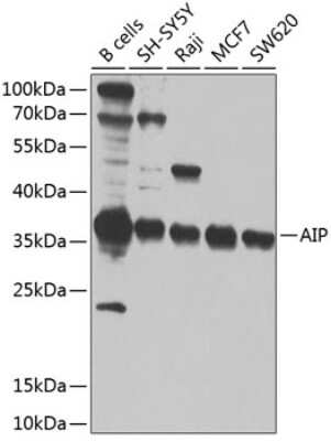 Western Blot: AIP/ARA9 AntibodyBSA Free [NBP2-92842]