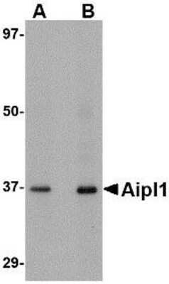 Western Blot: AIPL1 AntibodyBSA Free [NBP1-76953]