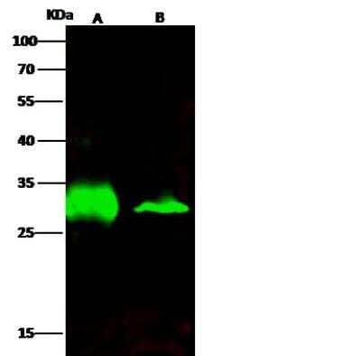 Western Blot: AK2 Antibody (025) [NBP2-90183]