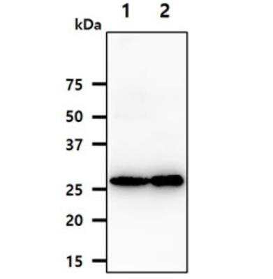 Western Blot: AK2 Antibody (AT7E7)BSA Free [NBP2-50575]