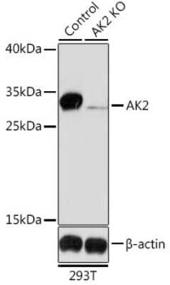 Knockout Validated: AK2 Antibody - BSA Free [NBP2-92954]