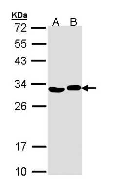 Western Blot: AK2 Antibody [NBP1-33160]