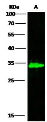 Western Blot: AK2 Antibody [NBP2-99896]