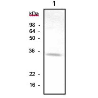 Western Blot: AK3 Antibody (SJB3-36)BSA Free [NBP1-04261]