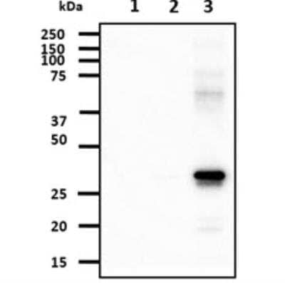 Western Blot: AK3 Antibody (SJB3-36)BSA Free [NBP1-04261]