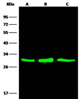 Western Blot: AK3L1 Antibody (010) [NBP2-90093]