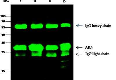 Immunoprecipitation: AK3L1 Antibody (014) [NBP2-90094]