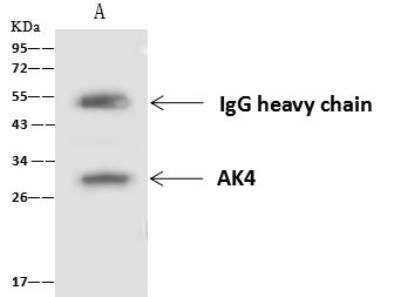 Immunoprecipitation: AK3L1 Antibody [NBP2-97592]
