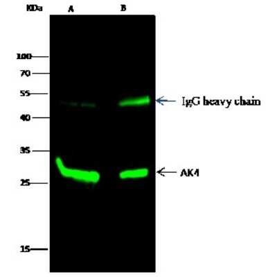 Immunoprecipitation: AK3L1 Antibody [NBP2-99983]