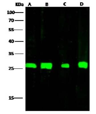 Western Blot: AK3L1 Antibody [NBP2-99983]