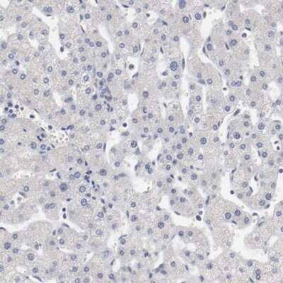 Immunohistochemistry-Paraffin: AK7 Antibody [NBP1-83515]