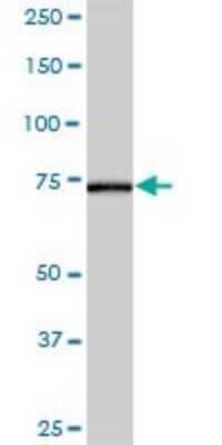 Western Blot: AK7 Antibody [H00122481-B01P]