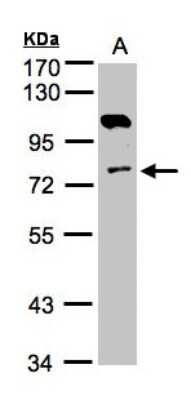 Western Blot: AK7 Antibody [NBP1-32560]