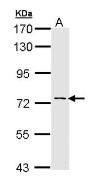 Western Blot: AK7 Antibody [NBP2-15318]