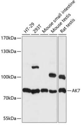 Western Blot: AK7 AntibodyAzide and BSA Free [NBP2-92176]