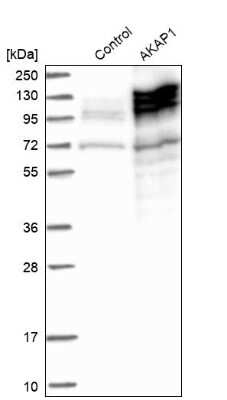 Western Blot: AKAP1 Antibody [NBP1-89172]