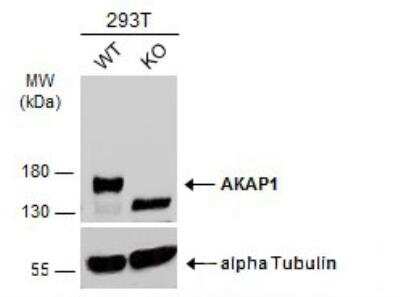 Knockout Validated: AKAP1 Antibody [NBP2-15319]