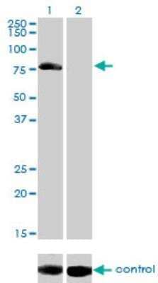 Western Blot: AKAP10 Antibody (8C10) [H00011216-M04]
