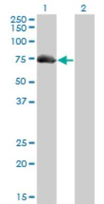 Western Blot: AKAP10 Antibody (8C10) [H00011216-M04]