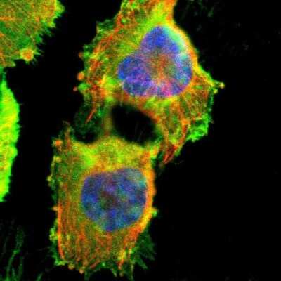 Immunocytochemistry/ Immunofluorescence: AKAP12 Antibody [NBP1-89168]