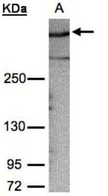 Western Blot: AKAP12 Antibody [NBP1-31482]