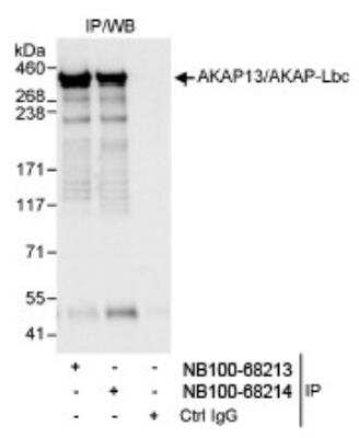 Immunoprecipitation: AKAP13 Antibody [NB100-68213]