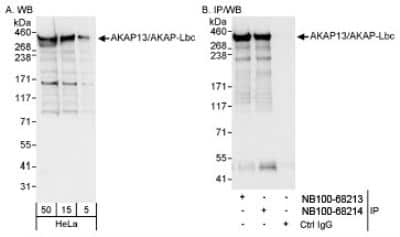 Western Blot: AKAP13 Antibody [NB100-68214]