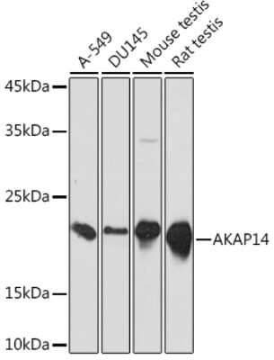 Western Blot: AKAP14 Antibody (4G6M5) [NBP3-15938]