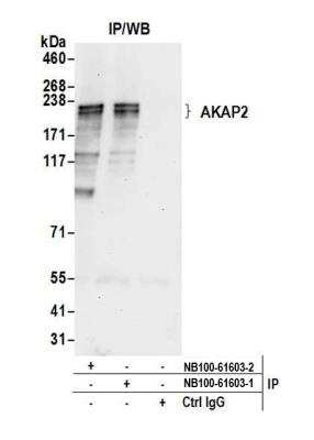 Immunoprecipitation: AKAP2 Antibody [NB100-61603]