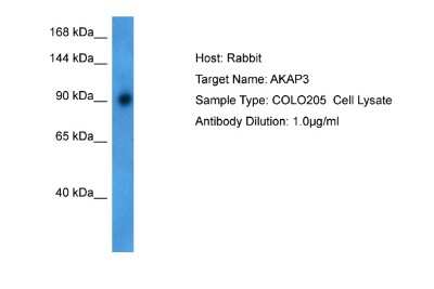 Western Blot: AKAP3 Antibody [NBP2-84413]