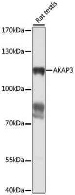 Western Blot: AKAP3 AntibodyAzide and BSA Free [NBP2-92321]