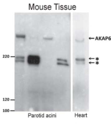 Western Blot: AKAP6 Antibody [NB300-869]