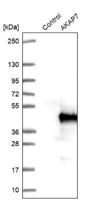 Western Blot: AKAP7 Antibody [NBP1-89170]