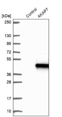 Western Blot: AKAP7 Antibody [NBP1-89171]