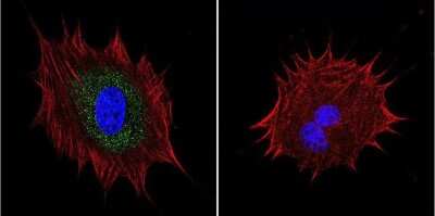 Immunocytochemistry/ Immunofluorescence: AKAP9 Antibody (17G10) [NB100-74351]