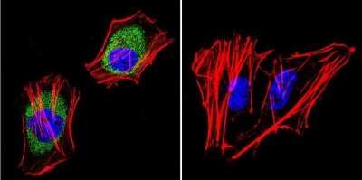 Immunocytochemistry/ Immunofluorescence: AKAP9 Antibody (17G10) [NB100-74351]