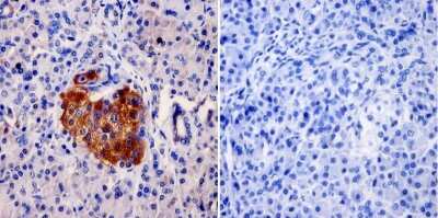 Immunohistochemistry-Paraffin: AKAP9 Antibody (17G10) [NB100-74351]