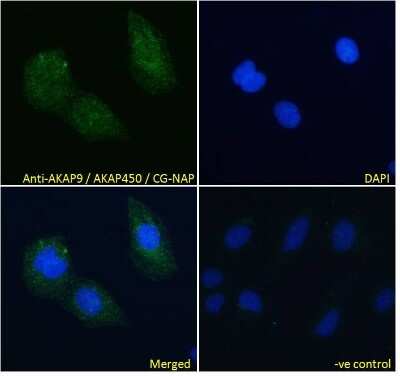 Immunocytochemistry/ Immunofluorescence: AKAP9 Antibody [NB100-1517]