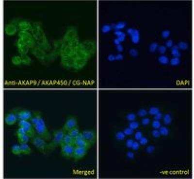 Immunocytochemistry/ Immunofluorescence: AKAP9 Antibody [NB100-1517]