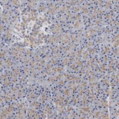 Immunohistochemistry-Paraffin: AKAP9 Antibody [NBP1-89166]
