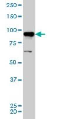 Western Blot: AKAP95/AKAP8 Antibody (3D4) [H00010270-M01]