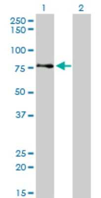 Western Blot: AKAP95/AKAP8 Antibody (3D4) [H00010270-M01]