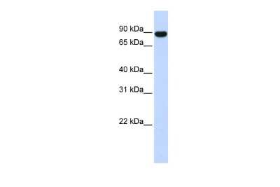 Western Blot: AKAP95/AKAP8 Antibody [NBP2-86969]