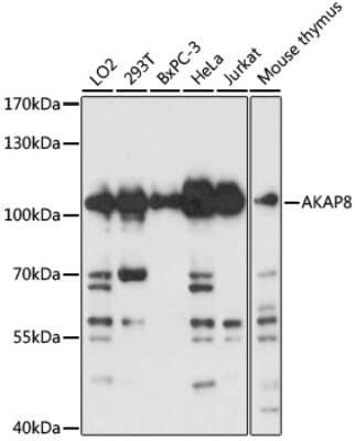 Western Blot: AKAP95/AKAP8 AntibodyAzide and BSA Free [NBP2-92775]