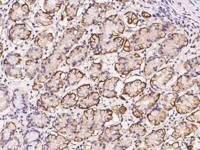 Immunohistochemistry-Paraffin: AKIRIN1 Antibody [NBP2-98595]