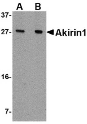 Western Blot: AKIRIN1 AntibodyBSA Free [NBP2-81699]