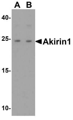 Western Blot: AKIRIN1 AntibodyBSA Free [NBP2-81700]