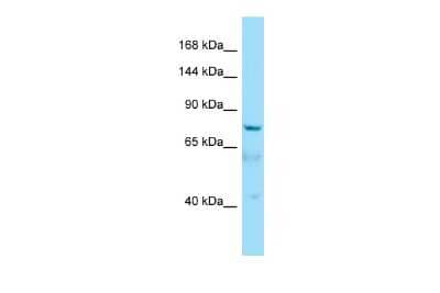 Western Blot: AKNA Antibody [NBP2-84414]